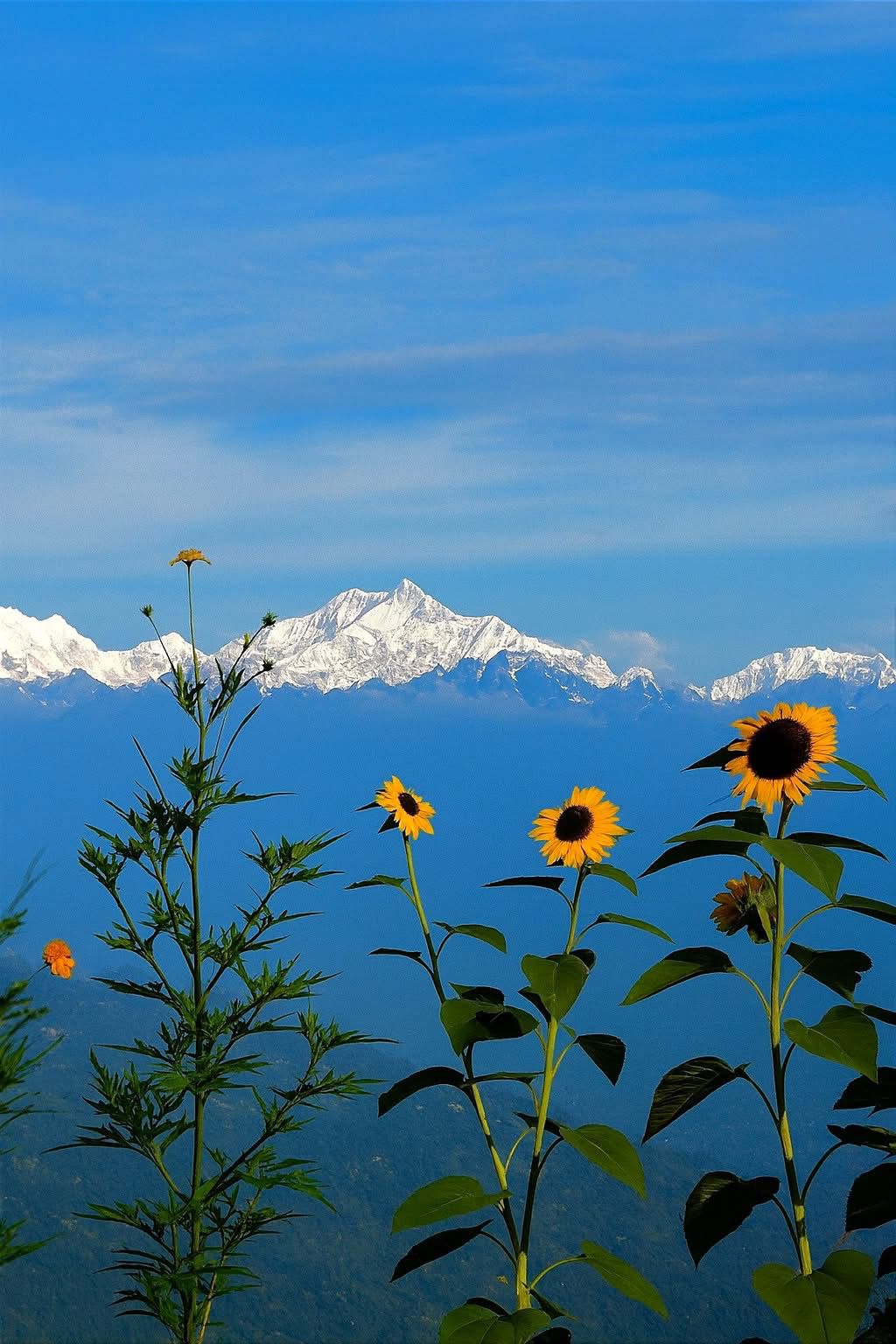 Kangchenjunga and flowers